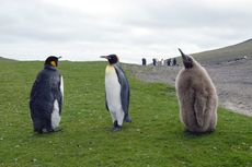 Königspinguin (8 von 84).jpg